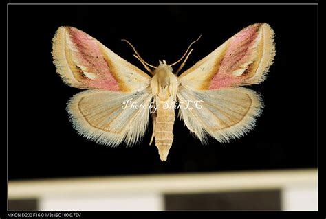 蛾號碼|臺灣蛾訊 MOTHS of Taiwan